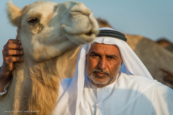 Camel Farm, Abu Dhabi